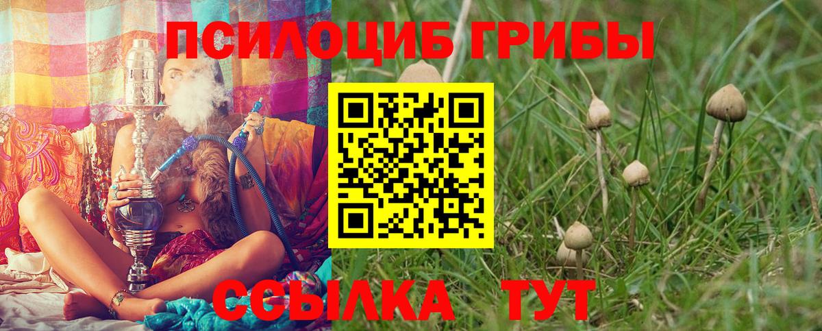 Галлюциногенные грибы Psilocybe Шатура